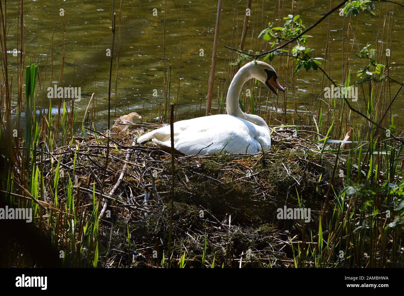 Swans in Brickfields étang dans Ryhl. Le Nord du Pays de Galles Banque D'Images