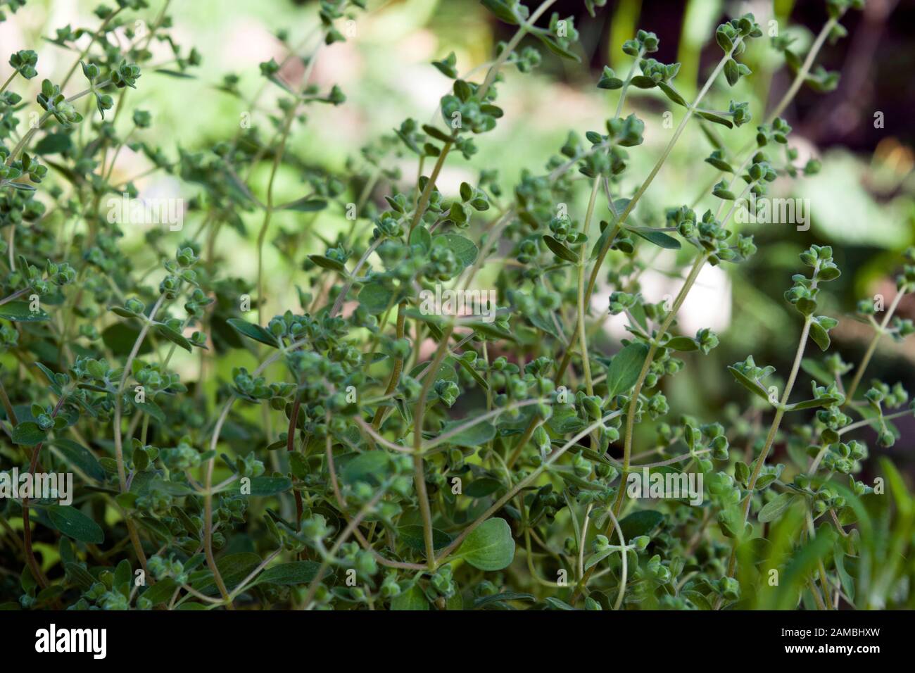 Buisson de marjolaine, une plante aromatique de jardin. La marjolaine est une plante vivace quelque peu sensible au froid ou sous un arbuste aux saveurs douces de pin et d'agrumes. Banque D'Images