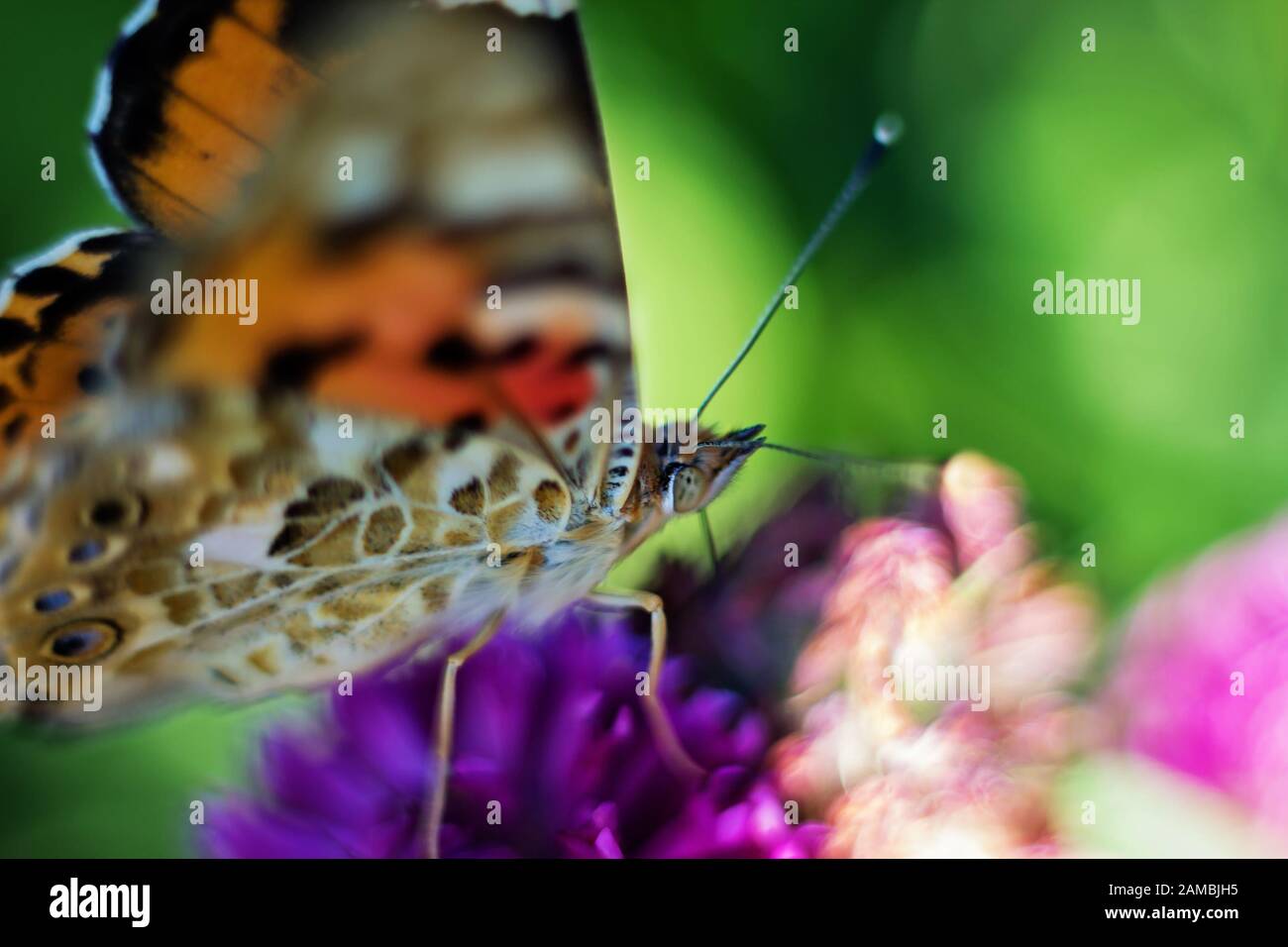 Macrophotographie d'un beau papillon assis sur une fleur. Banque D'Images