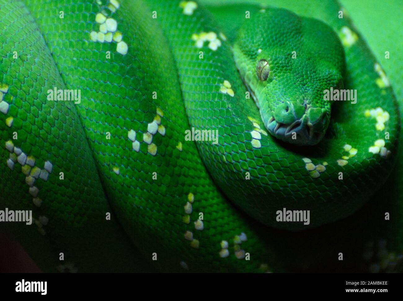 Green Tree Python Morelia viridis / Chondropython viridis Banque D'Images