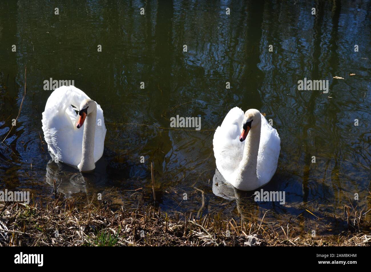 Swans in Brickfields étang dans Ryhl. Le Nord du Pays de Galles Banque D'Images