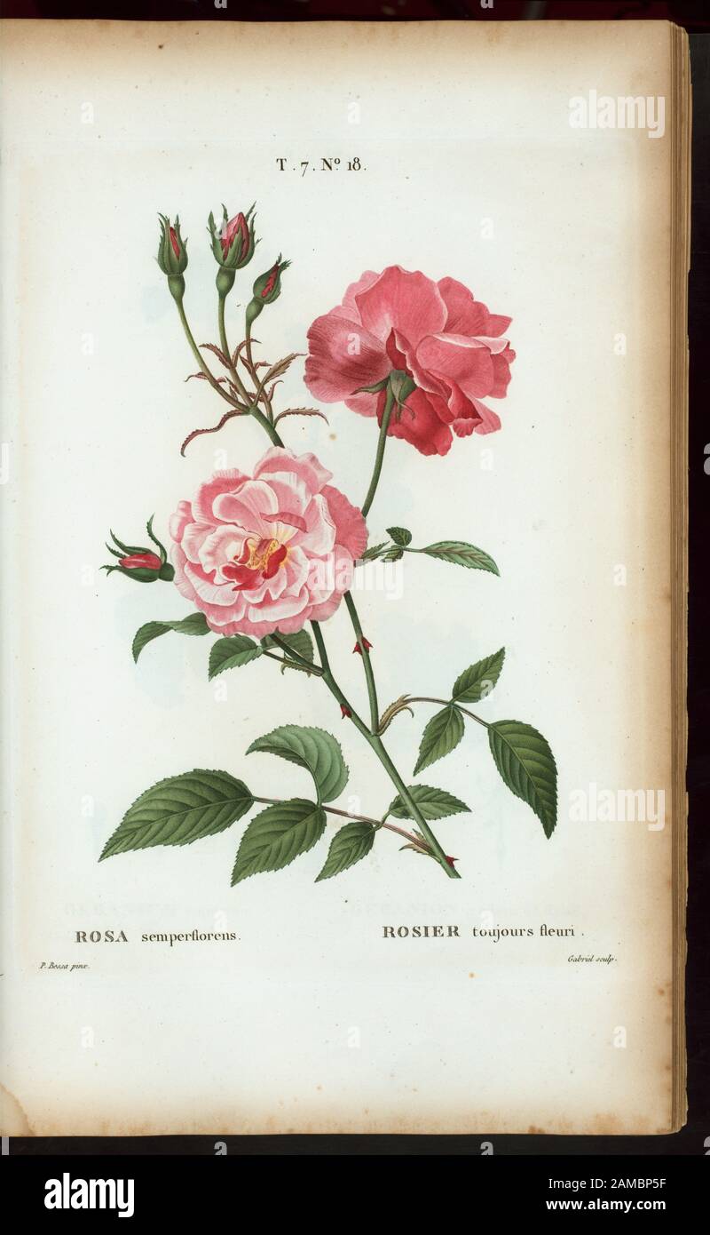 Rosa semperflorens - Rosier toujours fleuri (rose En Constante explosion, rose de chine, rose du Bengale) 'prodigé par Mm. Veillard, Jaume-Saint-Hilaire, Mirbel, Poiret et continuâe par M. Loiseleur-Deslongchamps.' Vol. 1 a engr. T.P. et demi-titre. Le vol. 2 a une déclaration d'édition: Nouv. A ed., augm. De plus de moitie pour le nombre d'espaces ... avec des figures d'aprés les dessins de P.-J. Reouté ... 2-5 ont imprimé: Paris : Michel. 5 a titre: Nouveau Duhamel, ou, sécurité des arbres et arbustes que l'on cultive en France / digné par G.-L.-A. Loiseleur Deslongchamps, avec les chiffres d'ap Banque D'Images