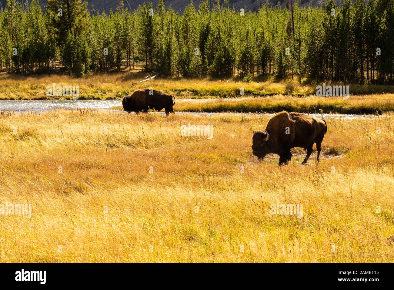 Le parc national de Yellowstone Bisons im Banque D'Images