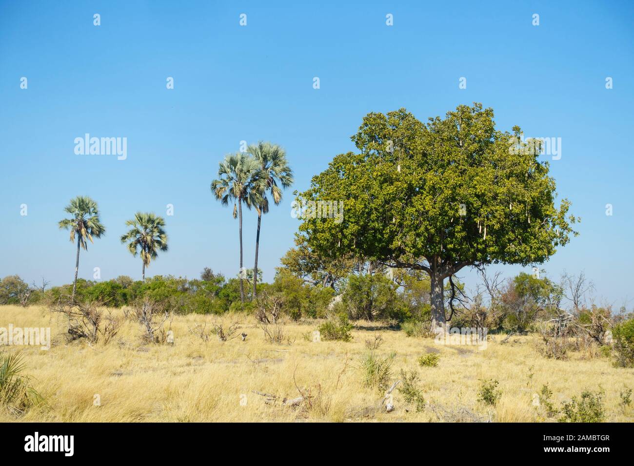 Arbre À Saucisses, Kigelia Kigafricana Et Lala Palm, Hyphaene Coriandre, Macatoo, Delta D'Okavango, Botswana Banque D'Images