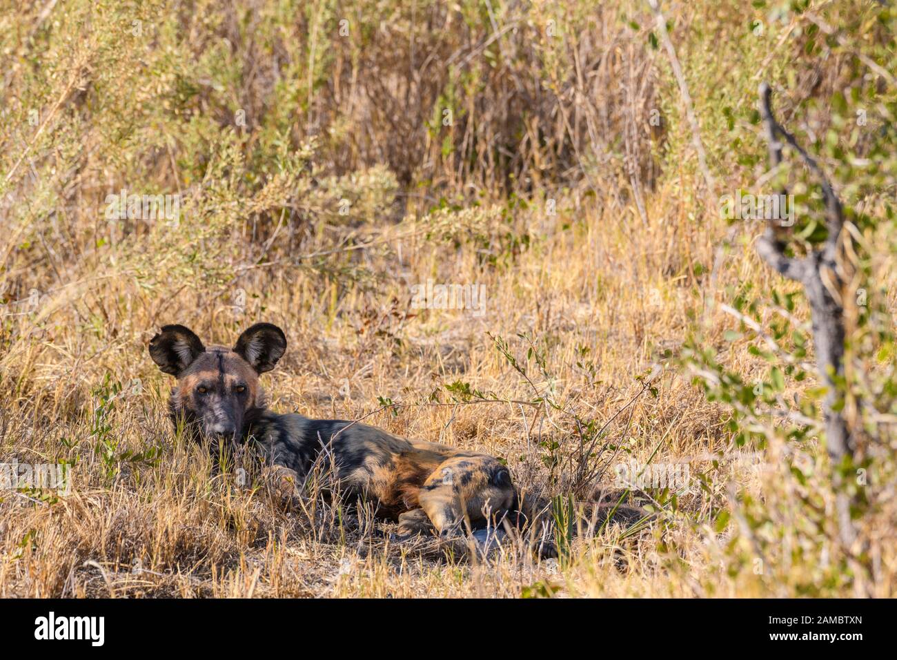 Chien sauvage africain, Lycaon pictus, Macatoo, Okavanago Delta, Botswana. Également connu sous le nom de loup Peint. Banque D'Images