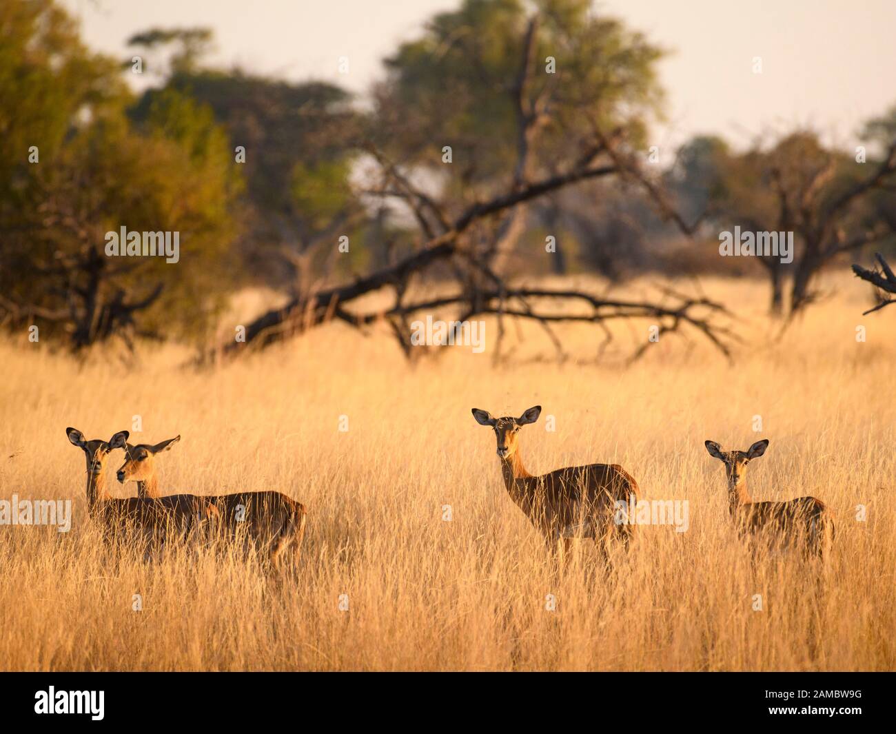 Impala, Aepyceros melampus, en herbe longue, Macatoo, Delta d'Okavango, Botswana Banque D'Images