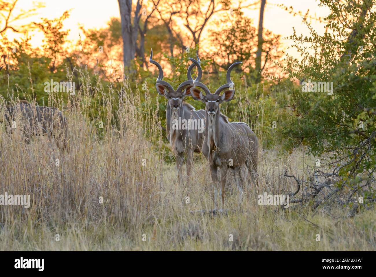 Mâle Grand Kudu, Tragelaphus Strepsiceros, Réserve Privée De Khwai, Delta D'Okavango, Botswana Banque D'Images