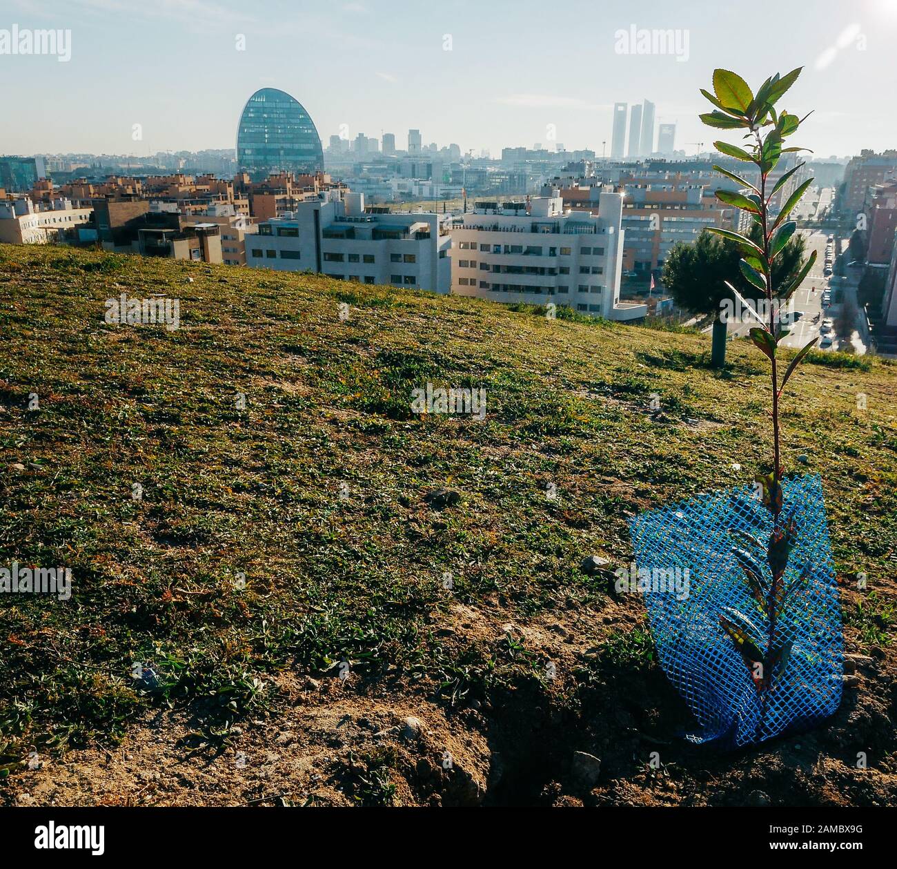 Petit arbre planté sur une colline surplombant Madrid, Espagne, le jour ensoleillé - durabilité urbaine et concept écologique Banque D'Images