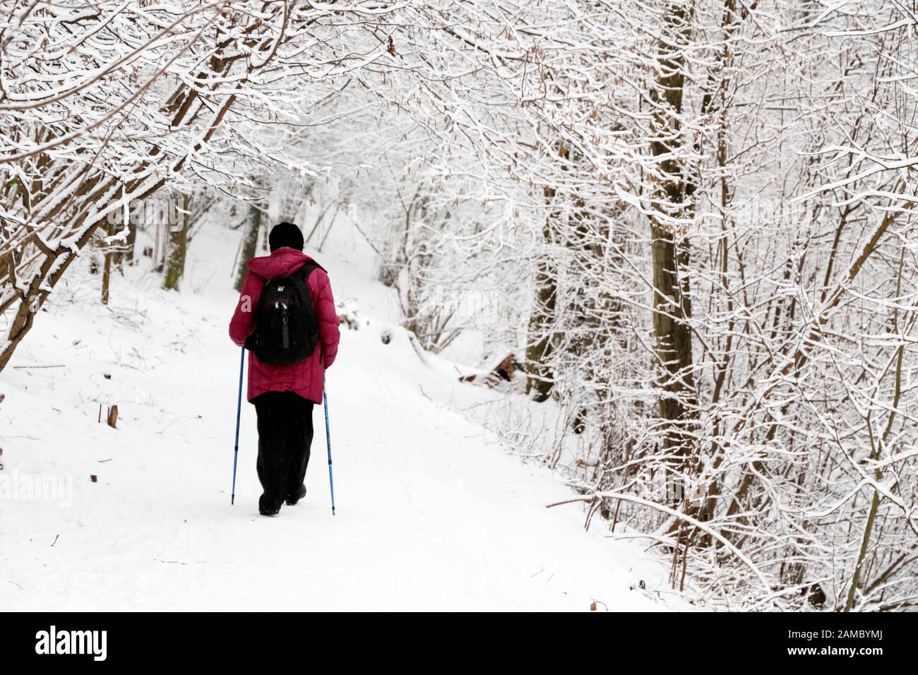 Marche nordique en hiver, femme avec sac à dos et bâtons dans le parc pendant la chute de neige. Temps froid, concept de mode de vie sain Banque D'Images