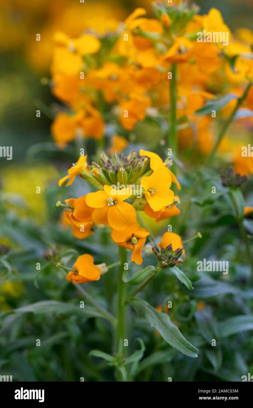 Erysimum ‘Allonii’. Fleurs murales dans le jardin. Banque D'Images