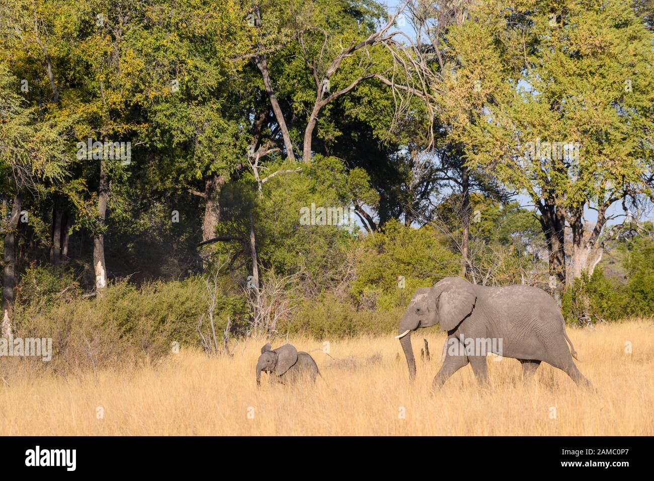 Éléphant d'Afrique, Loxodonta africana, mère et veau, Macatoo, Delta d'Okavango, Botswana Banque D'Images