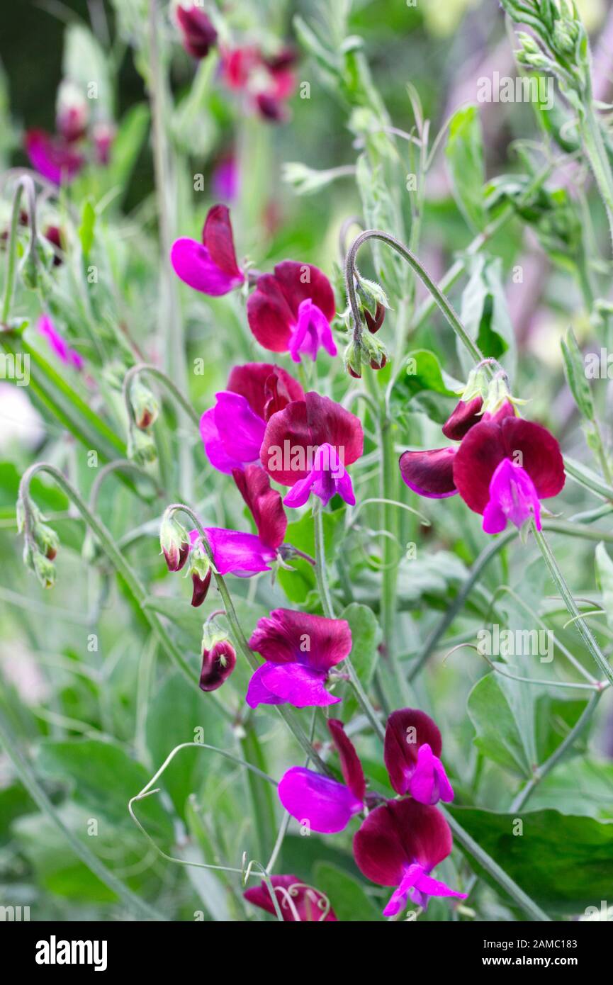 Lathyrus odoratus Matucana -pois doux Matucana - juin Banque D'Images