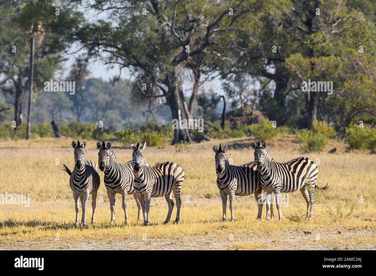 Zèbre de Burchell, Equus quagga burchellii, Macatoo, Delta d'Okavango, Botswana. Également connu sous le nom de Plaines ou de zèbre commune Banque D'Images