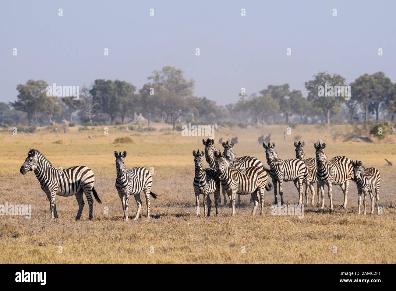 Troupeau de zébrures de Burchell, Equus quagga burchellii, Macatoo, Delta d'Okavango, Botswana. Également connu sous le nom de Plaines ou de zèbre commune Banque D'Images