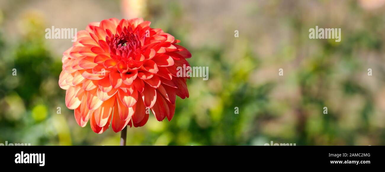 Dahlia sur fond de fleurs. Se concentrer sur une fleur. Profondeur de champ Banque D'Images