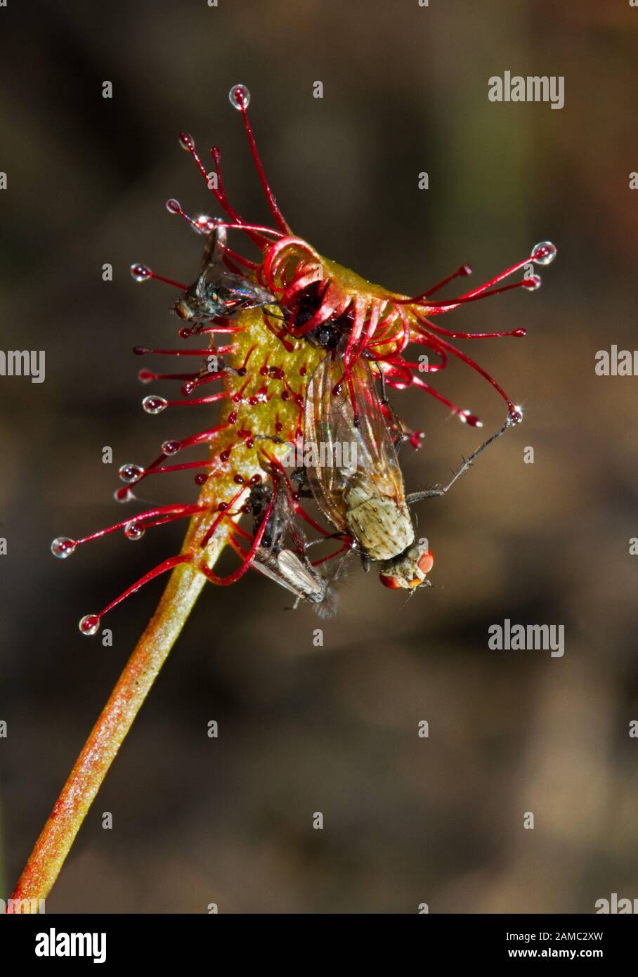 Mouches capturées par la feuille collante de la plante carnivore sundew à feuilles oblongues Banque D'Images