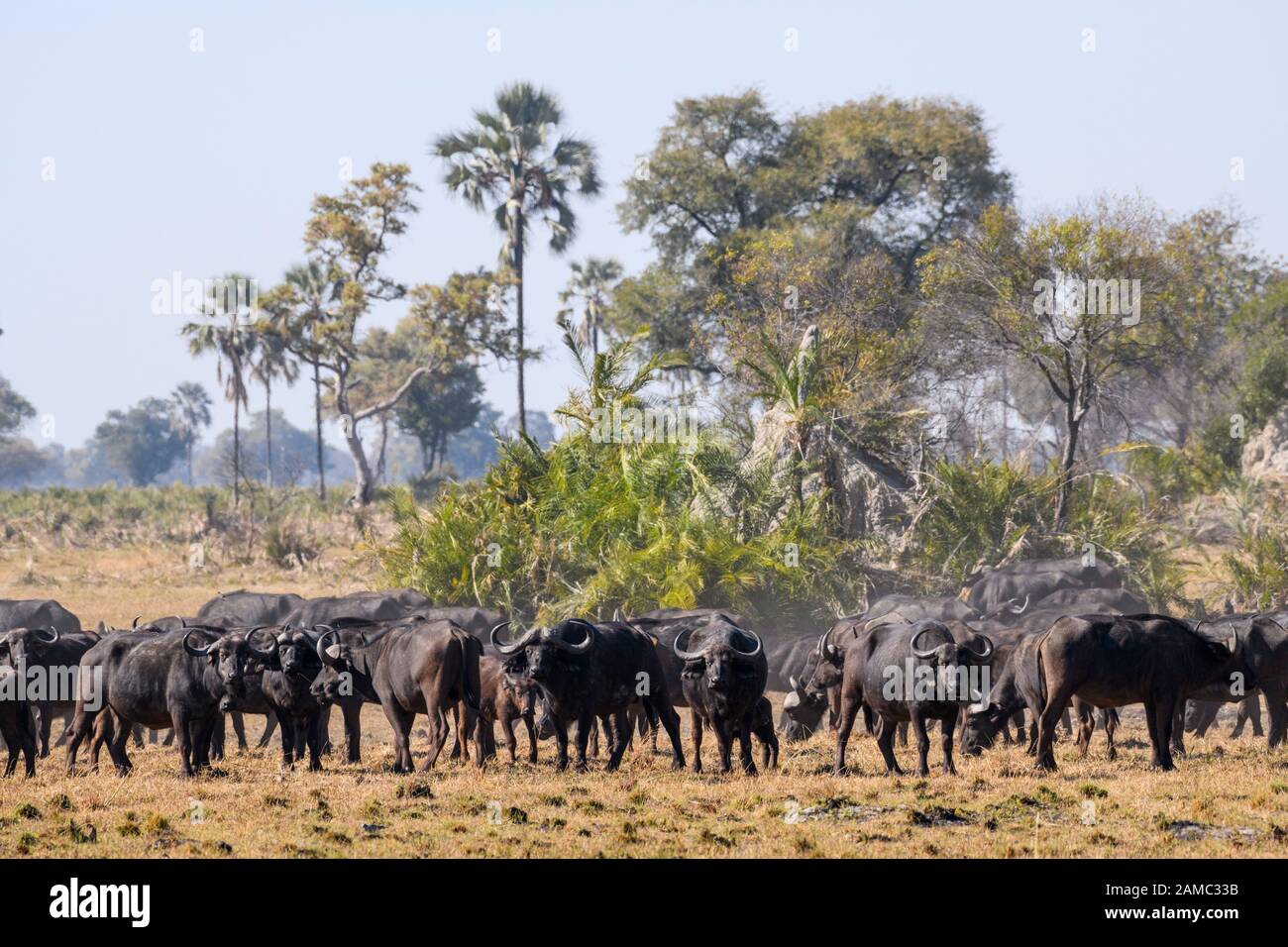 Troupeau de buffles africains ou de Cape Buffalo, Syncerus caffer, Macatoo, Delta d'Okavango, Botswana Banque D'Images