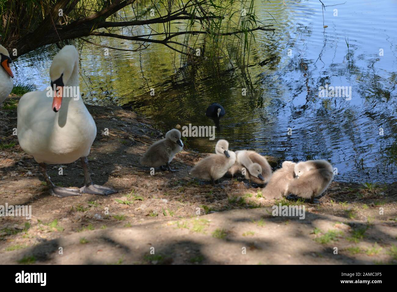 Swans in Brickfields étang dans Ryhl. Le Nord du Pays de Galles Banque D'Images