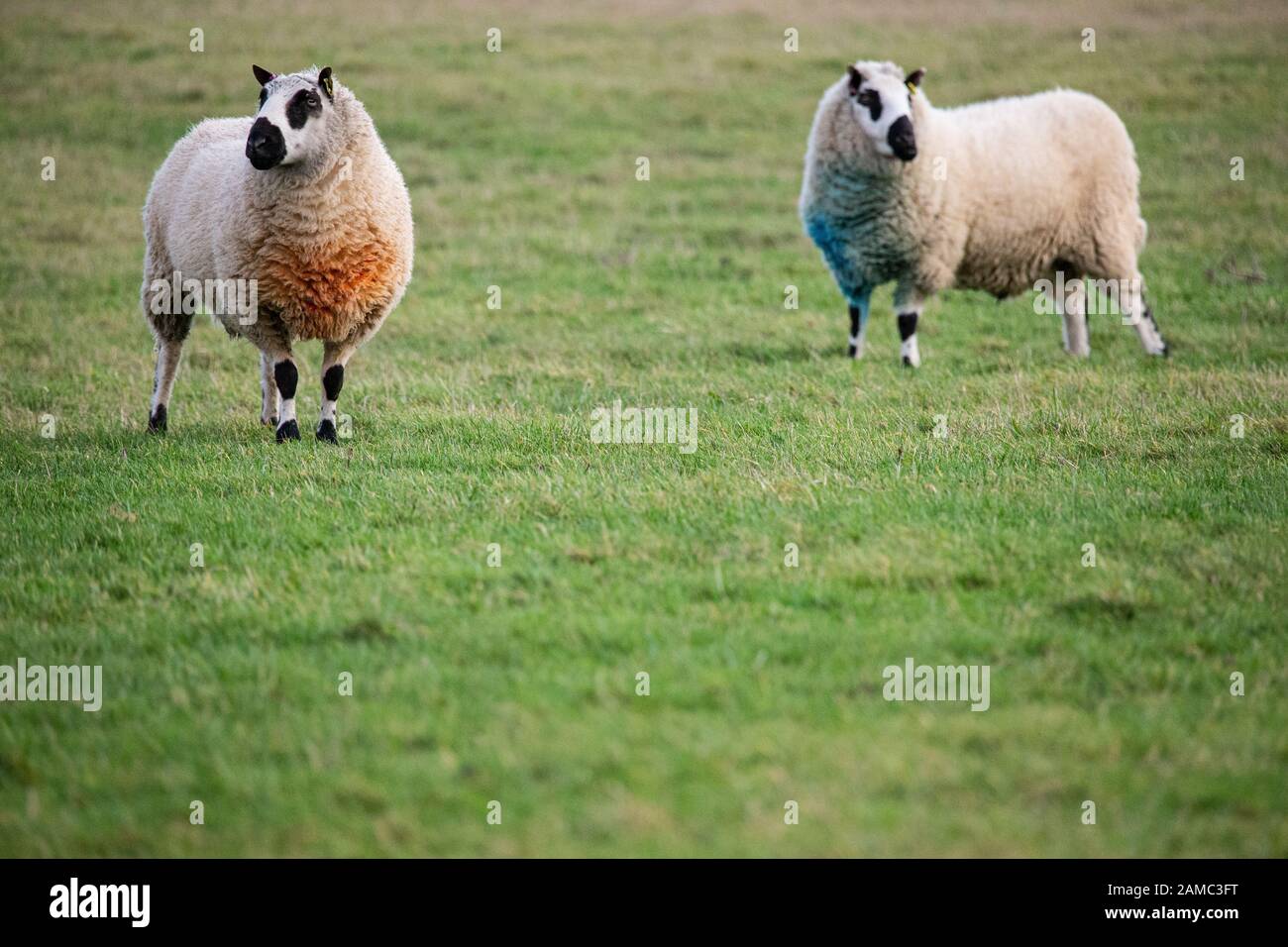 Deux moutons de Kerry Hill dans un champ dans le Kent. Il y a de l'espace de copie au bas de l'image. Ils obtiennent leur nom du village appelé Kerry. Banque D'Images
