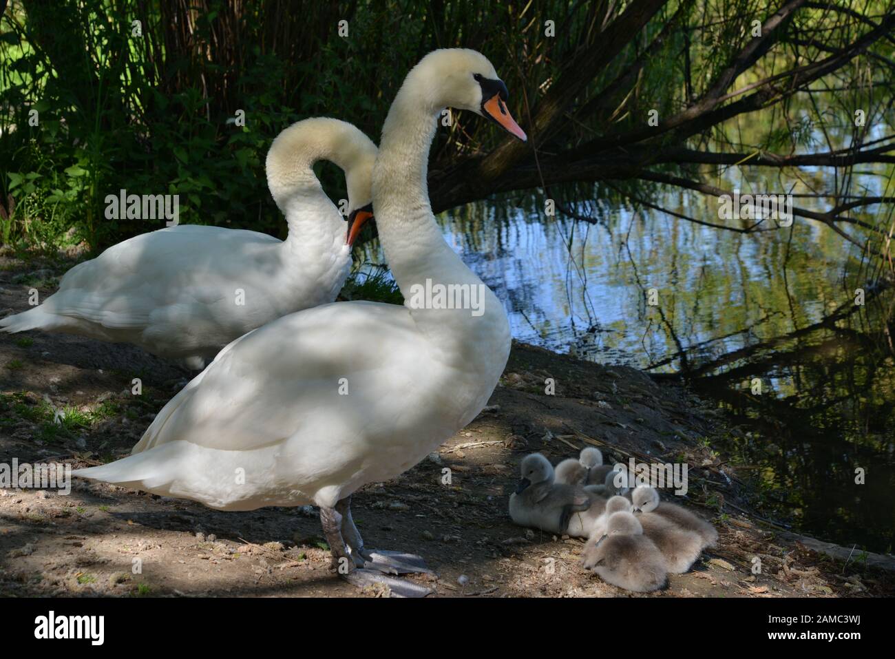 Swans in Brickfields étang dans Ryhl. Le Nord du Pays de Galles Banque D'Images