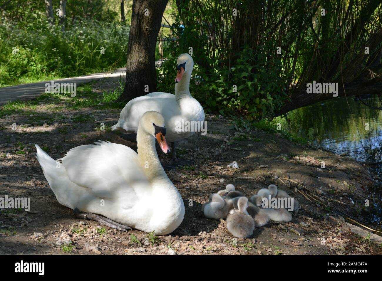 Swans in Brickfields étang dans Ryhl. Le Nord du Pays de Galles Banque D'Images