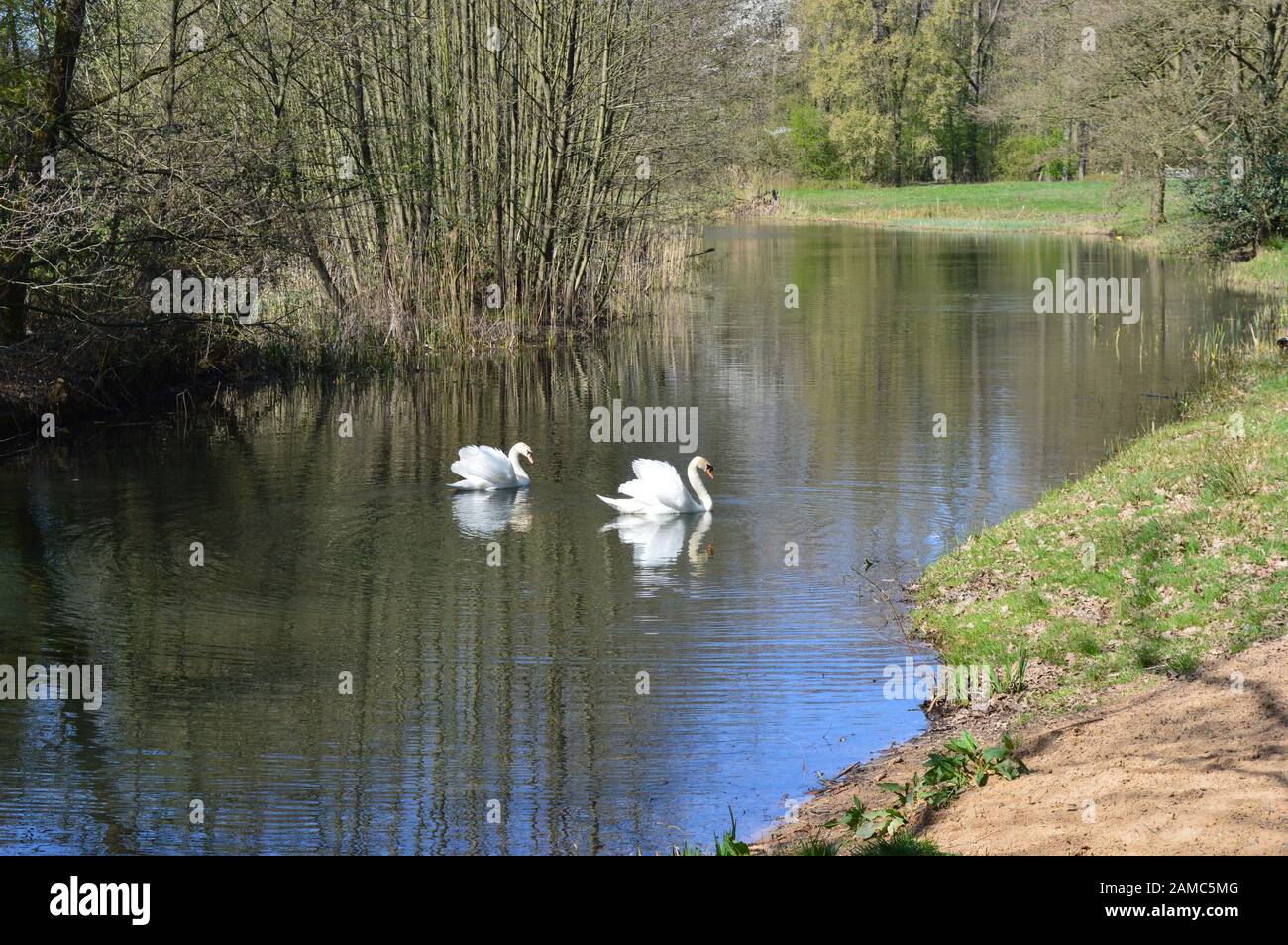 Swans in Brickfields étang dans Ryhl. Le Nord du Pays de Galles Banque D'Images