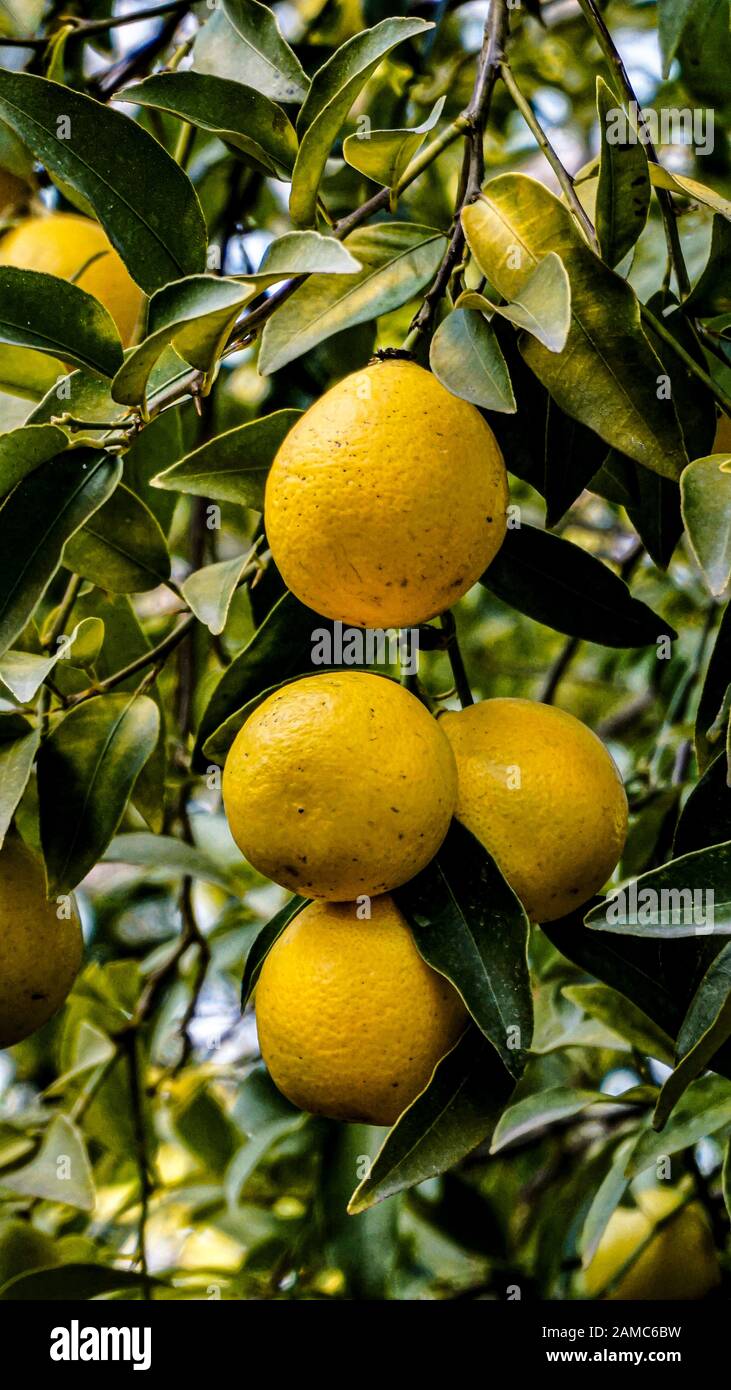 Arbre de Limequat avec fermeture de fruits Banque D'Images