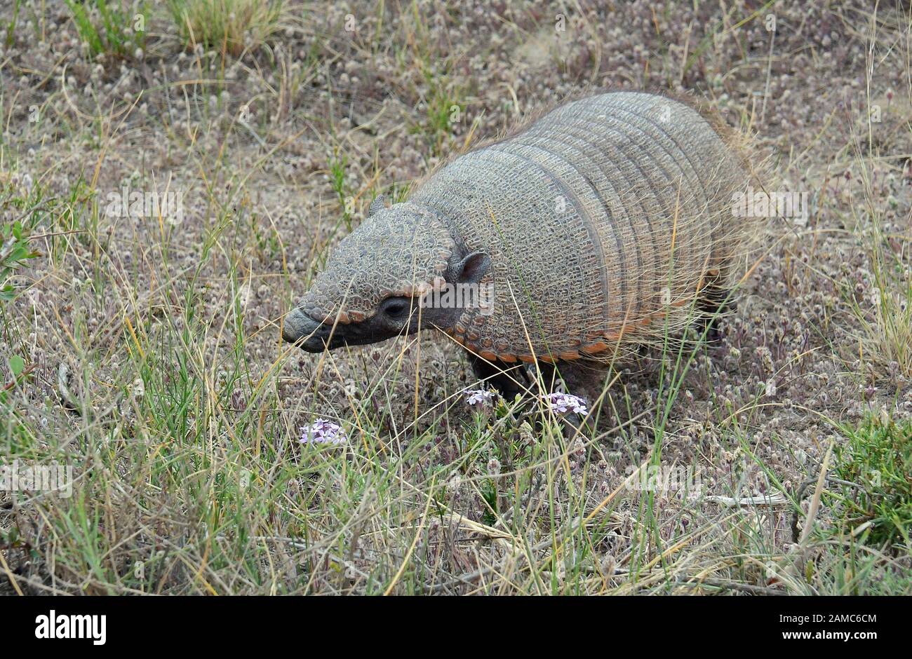 Big Heury armadillo, Chaetophractus villosus, Braunborsten-Gürteltier, péninsule de Valdes, province de Chubut, Argentine, Amérique du Sud Banque D'Images