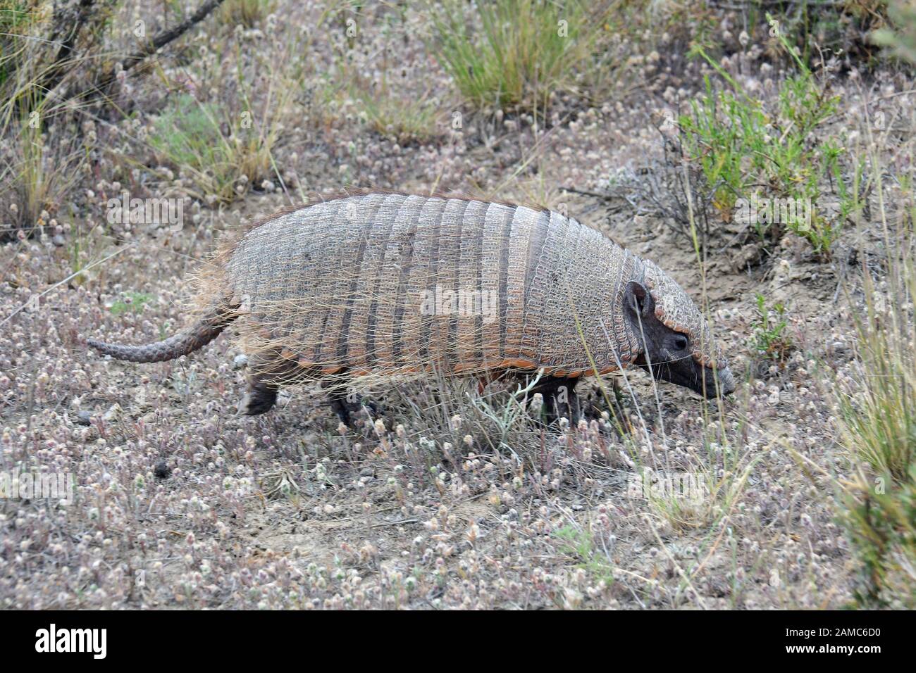 Big Heury armadillo, Chaetophractus villosus, Braunborsten-Gürteltier, péninsule de Valdes, province de Chubut, Argentine, Amérique du Sud Banque D'Images