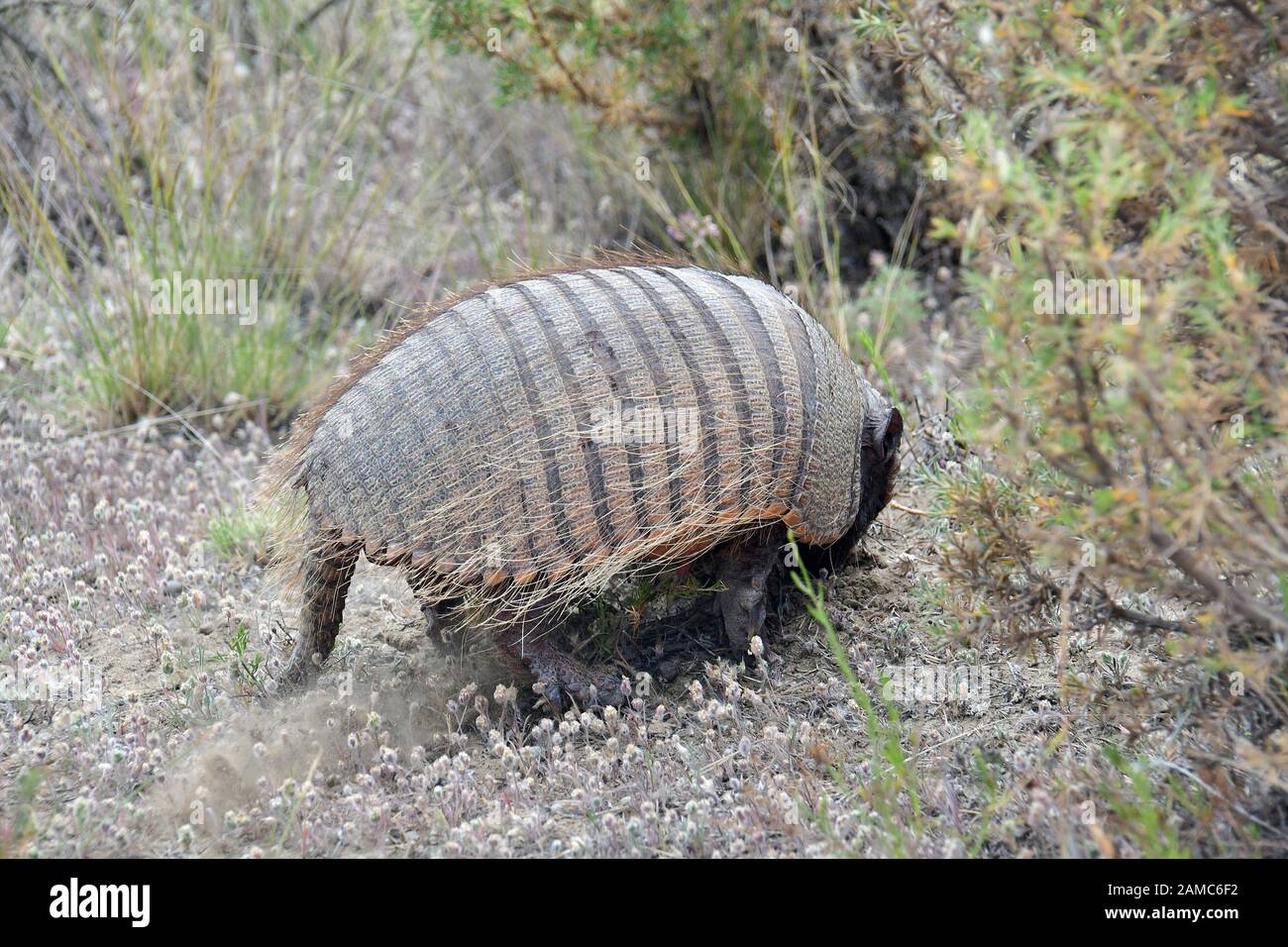 Big Heury armadillo, Chaetophractus villosus, Braunborsten-Gürteltier, péninsule de Valdes, province de Chubut, Argentine, Amérique du Sud Banque D'Images