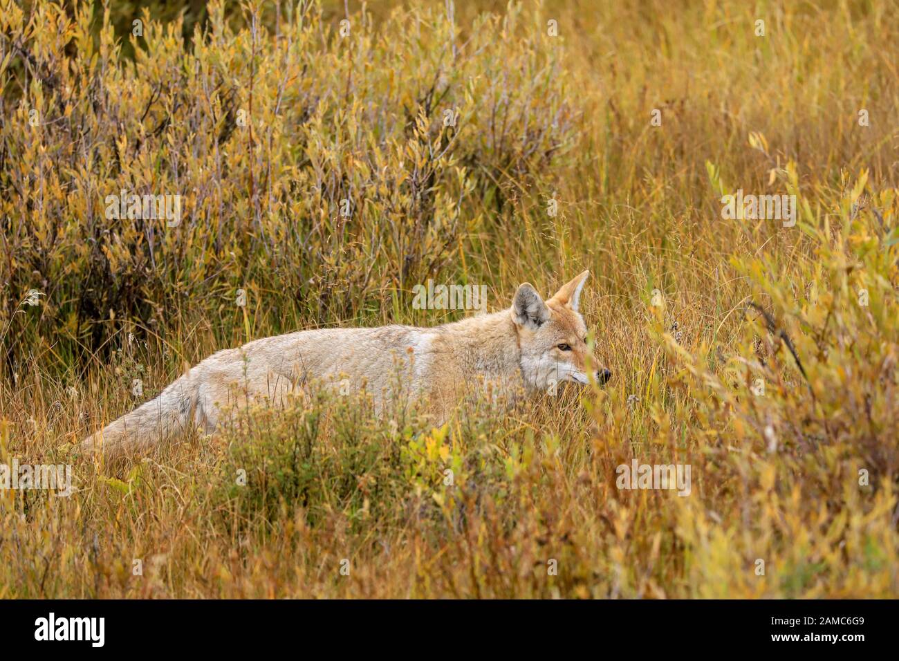 La chasse au Coyote dans les hautes herbes du parc national de Yellowstone Banque D'Images