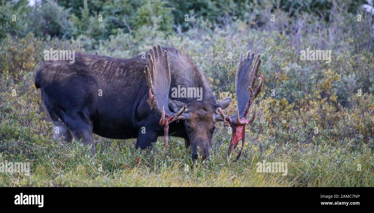 Bull Moose alces alces arracher le velours de ses fourreaux en préparation du rout d'automne Banque D'Images Bull Moose alces alces arracher le velours de ses fourreaux en préparation du rout d'automne Banque D'Images