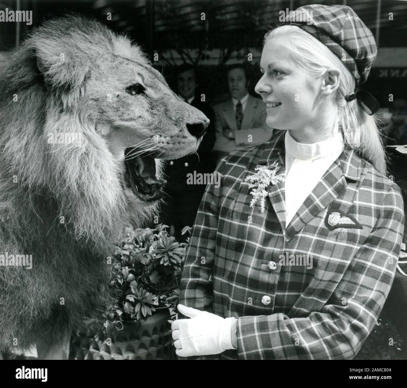 Vivre lion mâle utilisé en 1970 comme un outil publicitaire. Vols vers l'Amérique avec British Caledonian. Banque D'Images