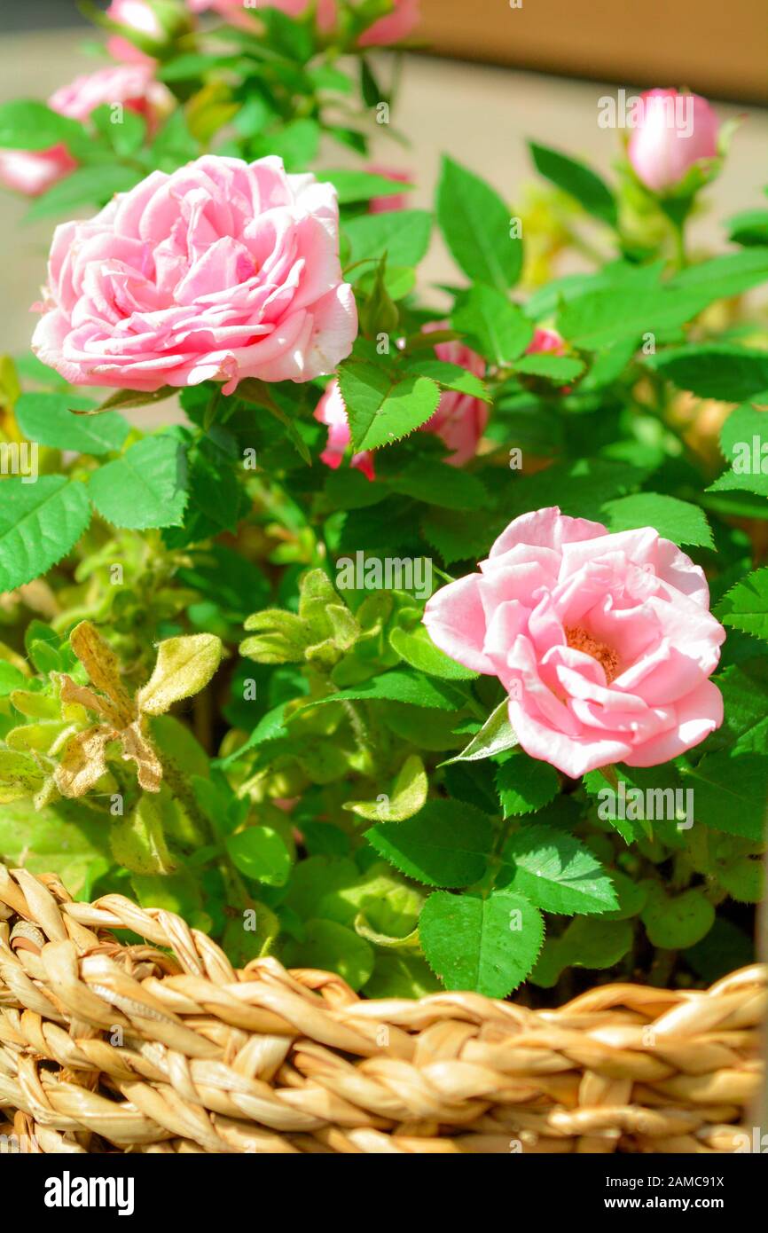 Close up of belle petite rose rose plante en rotang panier sur l'été journée ensoleillée. Blooming rose flowers Banque D'Images