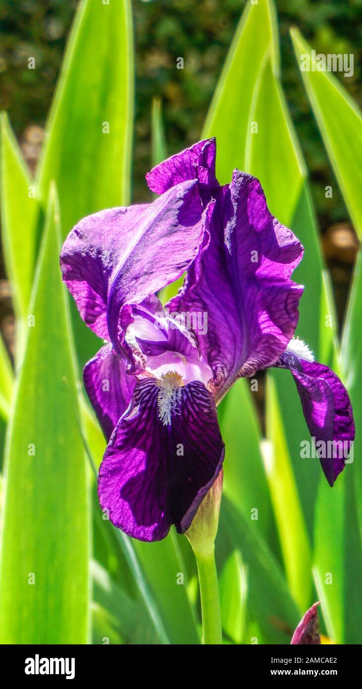 Gros plan de fleurs de l'Iris mauve Banque D'Images