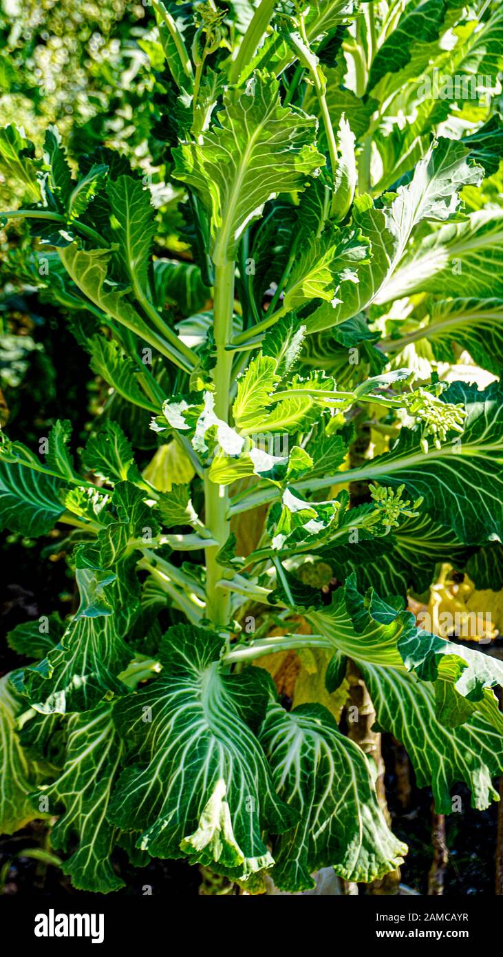 Le chou dans un potager libre Banque D'Images