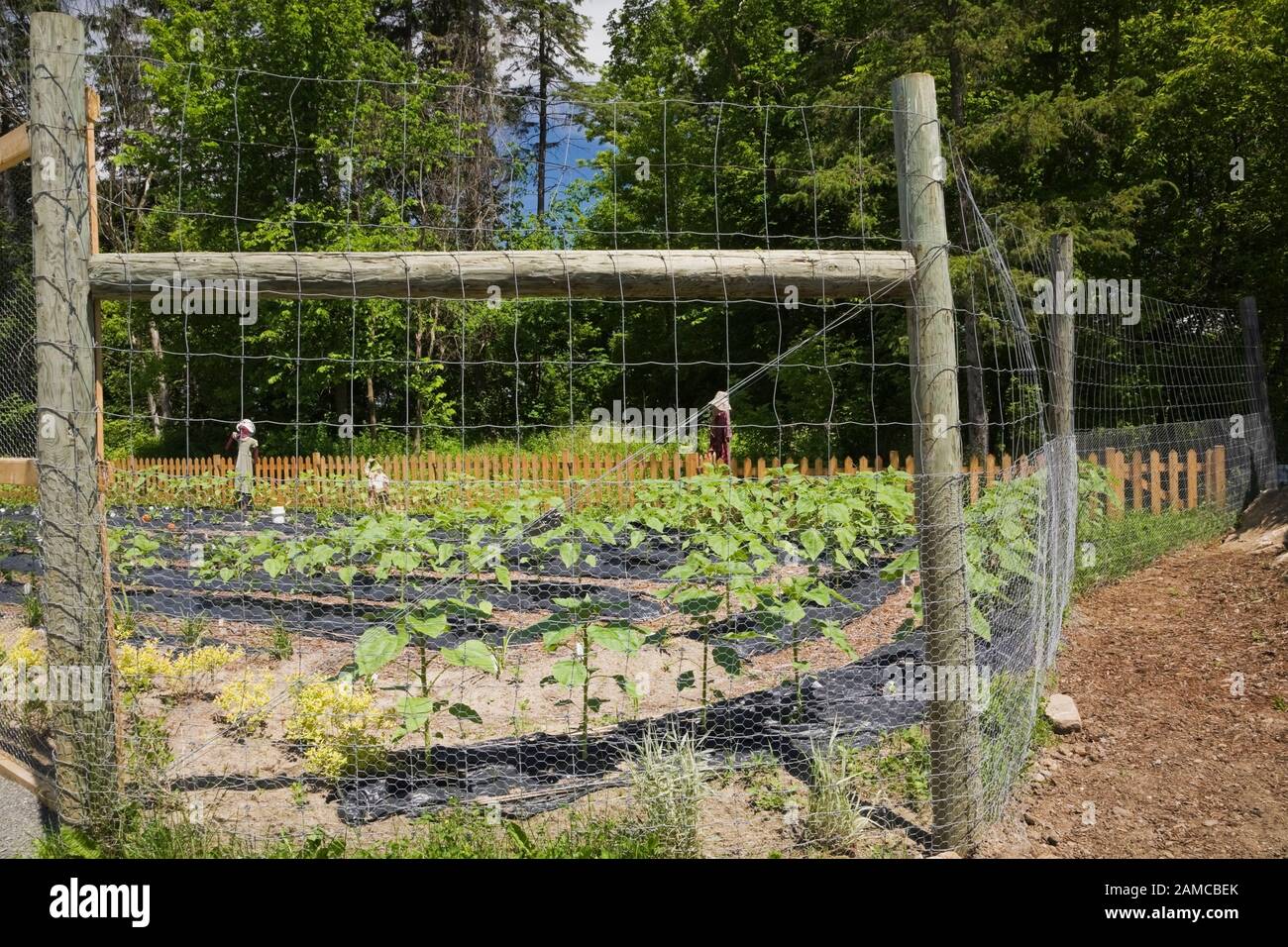 Jeunes Helianthus annuus - plantes de tournesol derrière la clôture protectrice au printemps dans le jardin de fleurs coupées à la route des Gerbes d'Angelica. Banque D'Images