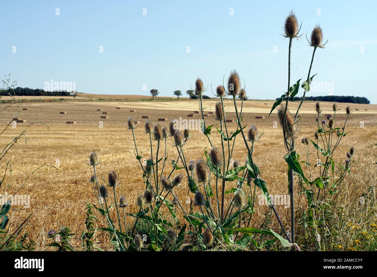 Wilde Karde, Wald-Karde (Dipsacus silvestris, Dipsacus fullonum) vor abgeerntetem Getreidefeld Banque D'Images