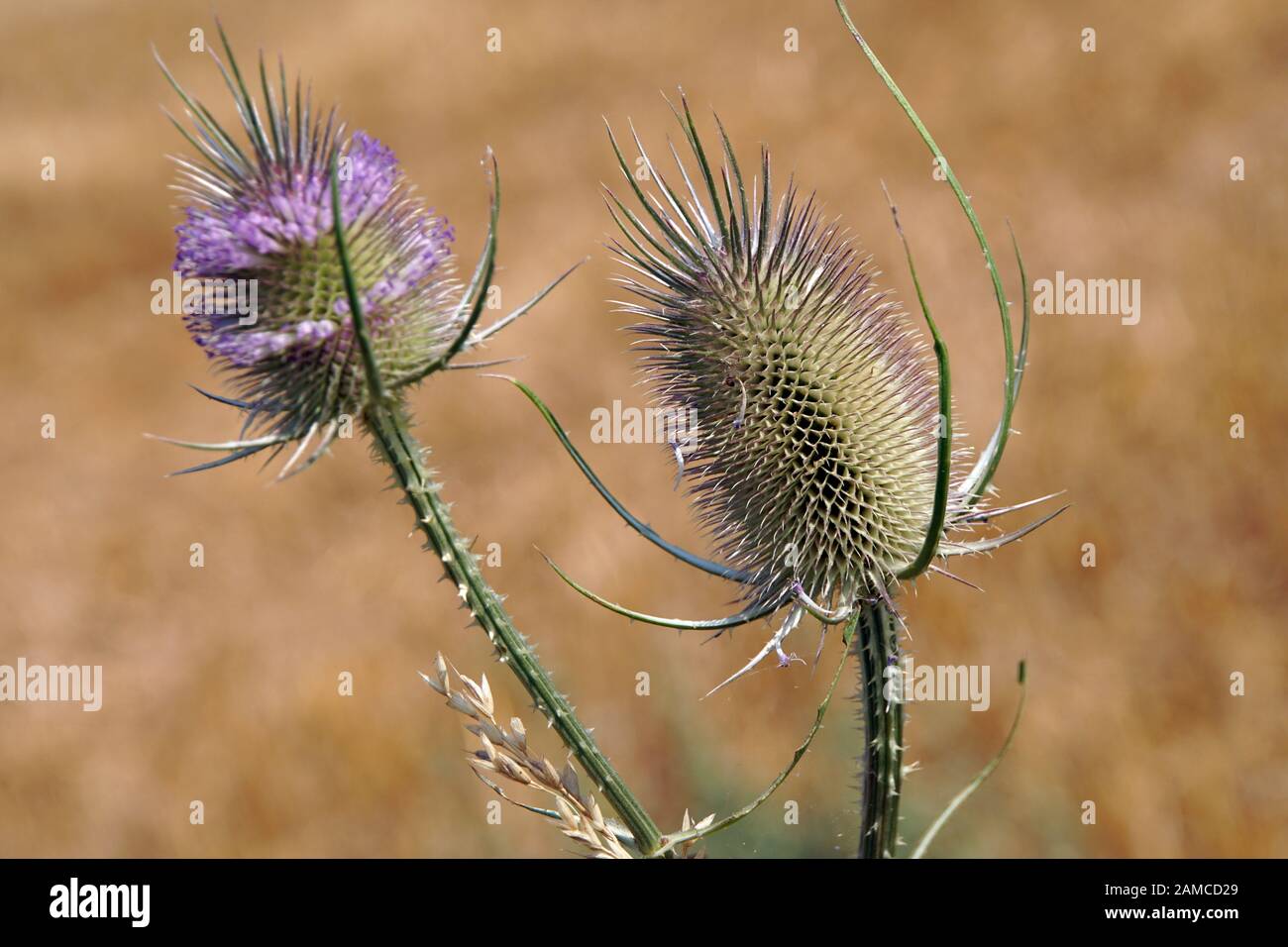 Wilde Karde, Wald-Karde (Dipsacus silvestris, Dipsacus fullonum) vor abgeerntetem Getreidefeld Banque D'Images