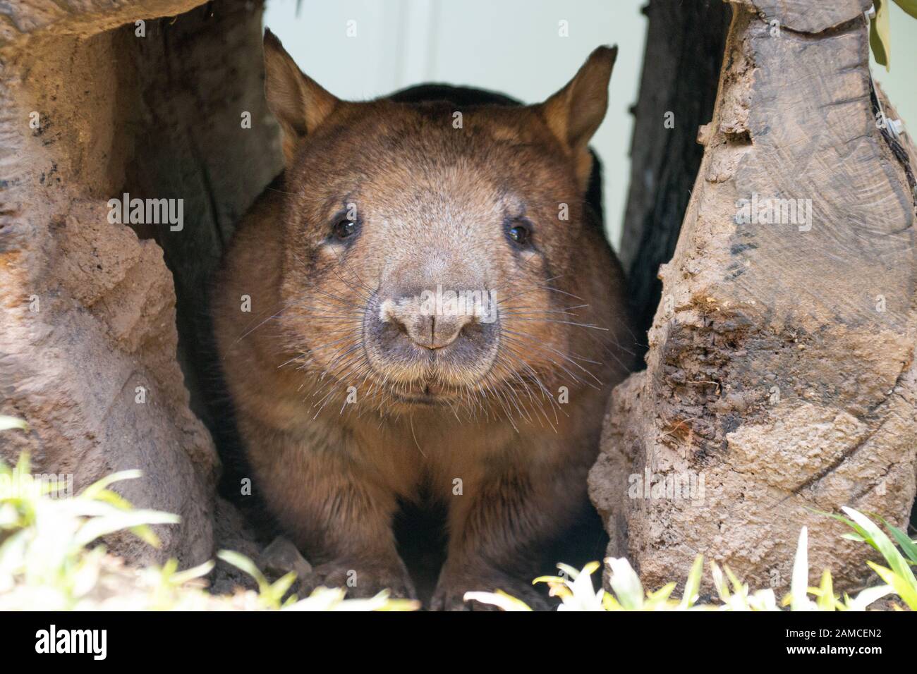 Wombat à tête sudiste du parc naturel Rainforestation Kuranda QLD Australie Banque D'Images