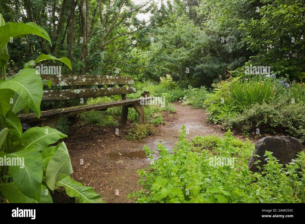 Vieux banc de bois couvert de Bryophyta vert - Moss et croissance de lichen contre un arbre de Caragana arborescens - Siberian Pea et humide chemin de terre. Banque D'Images