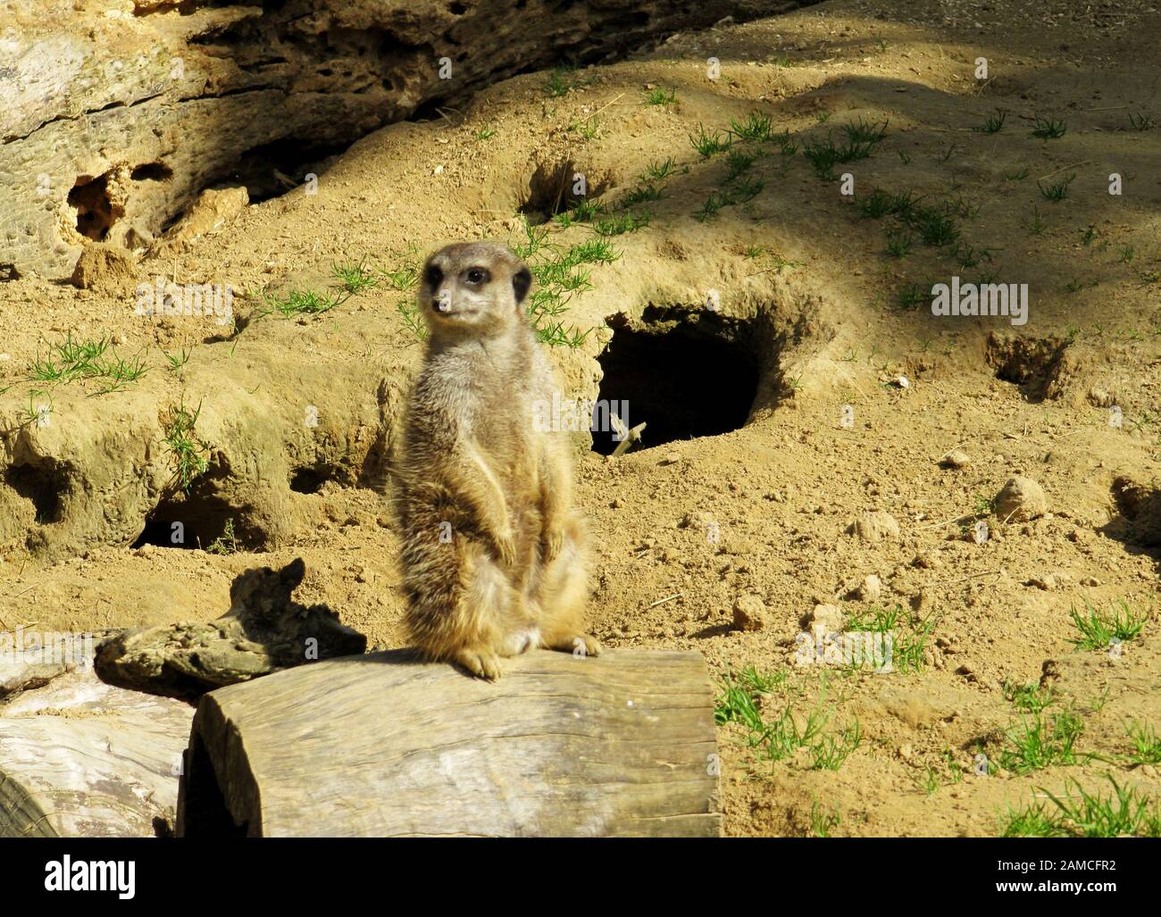 Un meerkat d'observation, Suricata suriCatta, aussi appelé Surikate Banque D'Images