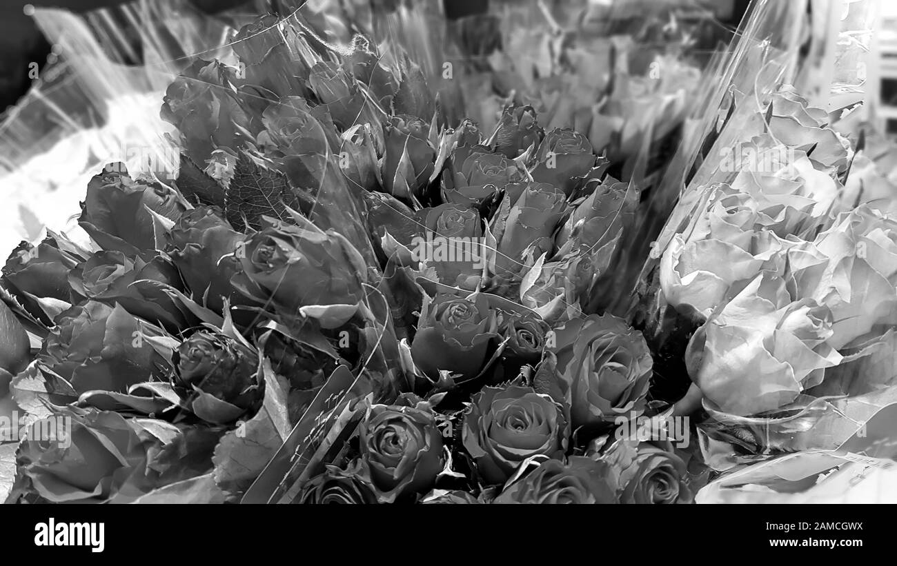 Bouquet de roses dans différentes couleurs. Arrangement de fleurs pour mariage, Saint-Valentin. Contexte. Style noir et blanc. Banque D'Images Bouquet de roses dans différentes couleurs. Arrangement de fleurs pour mariage, Saint-Valentin. Contexte. Style noir et blanc. Banque D'Images