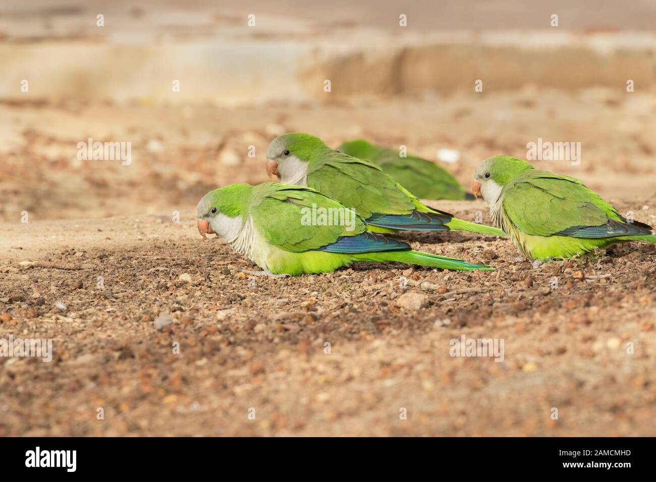 Les parakeets de moine (Myiopsitta monachus) se nourrissant sur le sol sous l'arbre de ficus, Beer Sheva, Israël Banque D'Images
