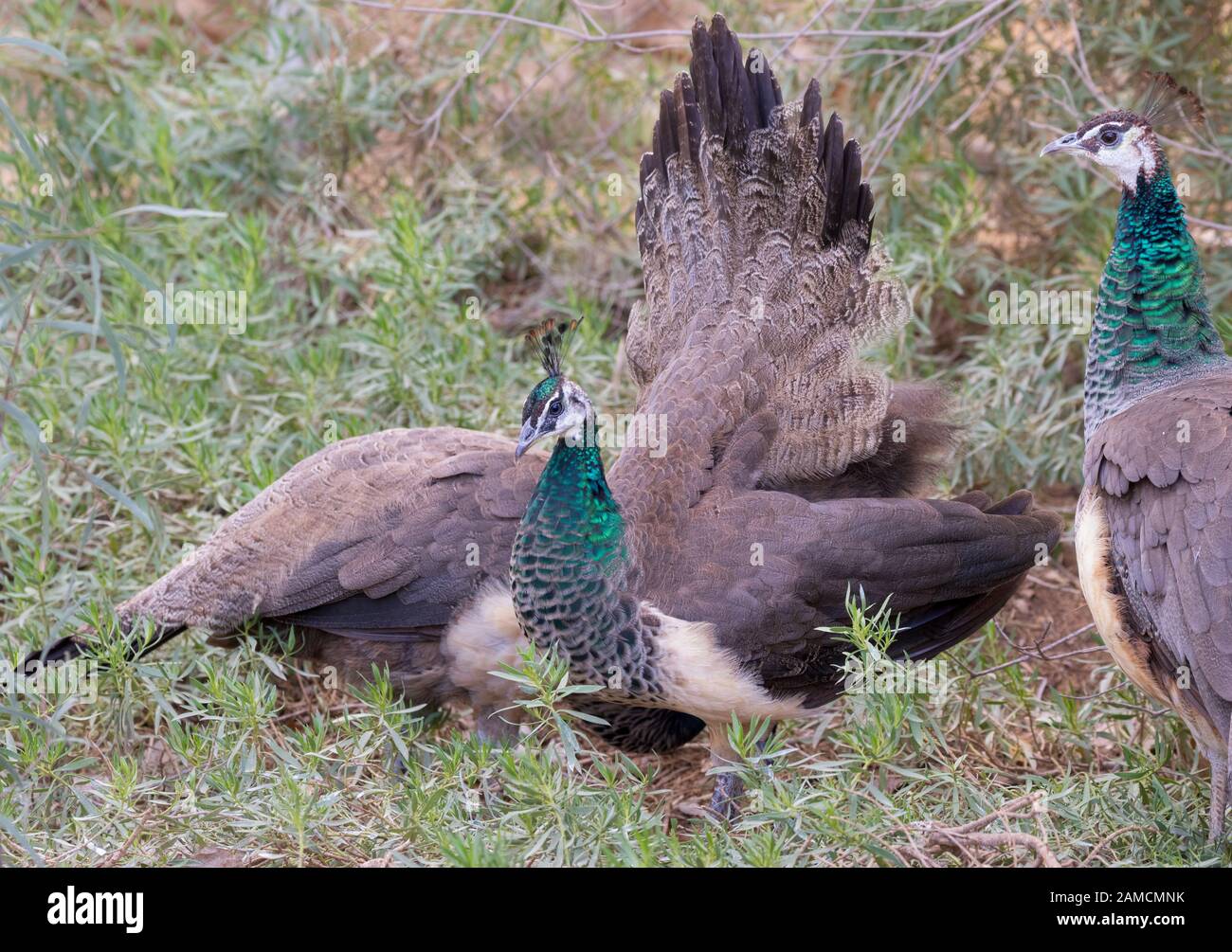 Le paafhibou bleu indien (Pavo cristatus) s'entraine à exposer sa plume au zoo du Negev, en Israël Banque D'Images