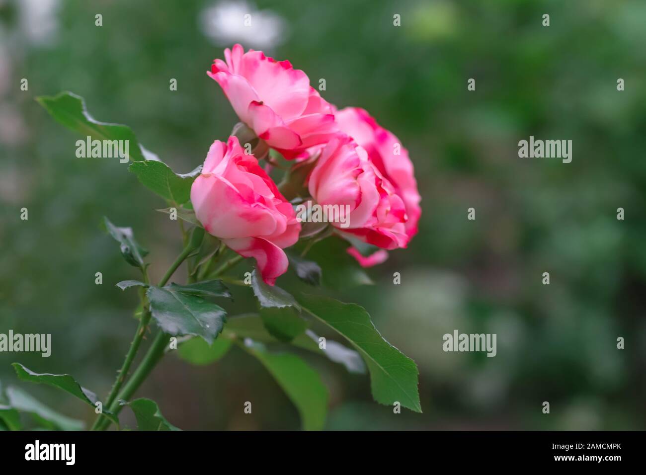 Trois roses roses dans le jardin après la pluie. De belles roses qui poussent sur un lit de fleurs avec des gouttes de rosée sur des pétales. Banque D'Images