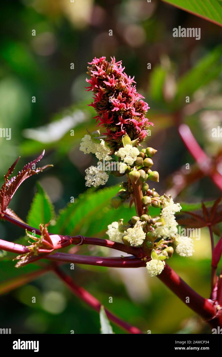 Wunderbaum (Ricinus communis), Puerto Naos, La Palma, Kanarische Inseln, Spanien Banque D'Images