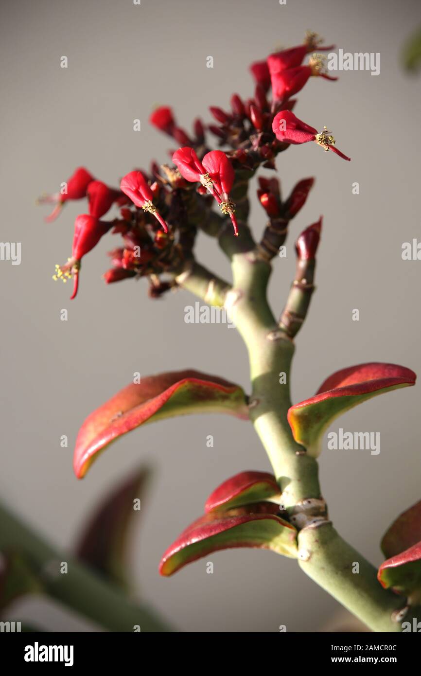 Teufelsrückgrat (Euphorbia Tithymaloides), Puerto Naos, Los Llanos De Aridane, La Palma, Kanarische Inseln, Allemagne Banque D'Images