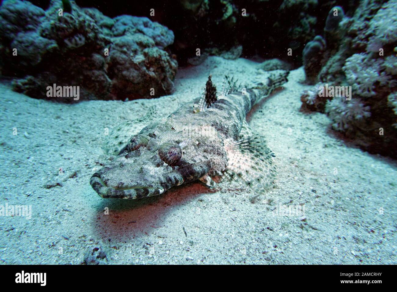 Teppich-Krokodilfisch (Papilloculiceps longiceps), El Quseir, Ägypten Banque D'Images