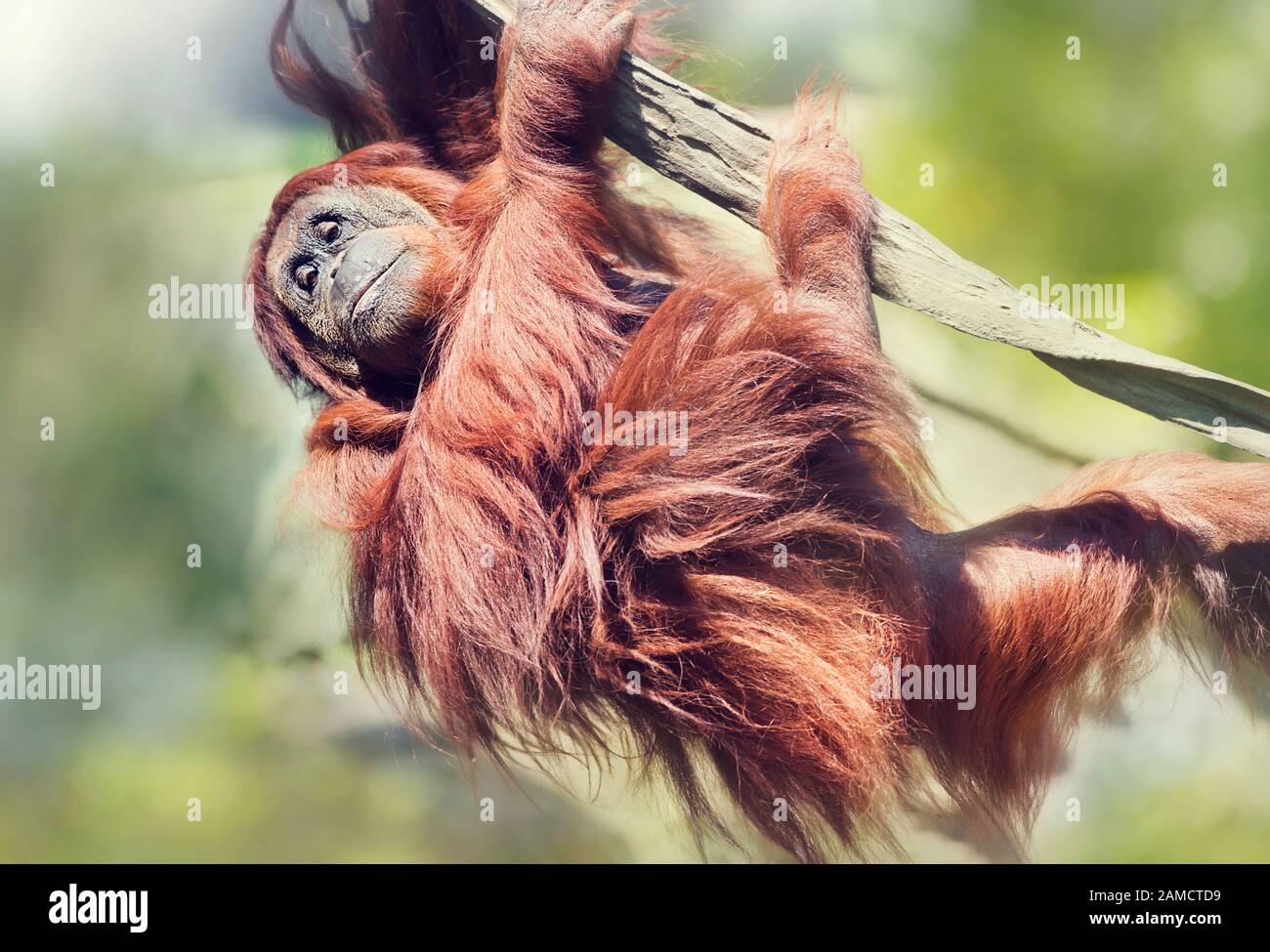 Jeune Orangutan sur l'arbre. Banque D'Images